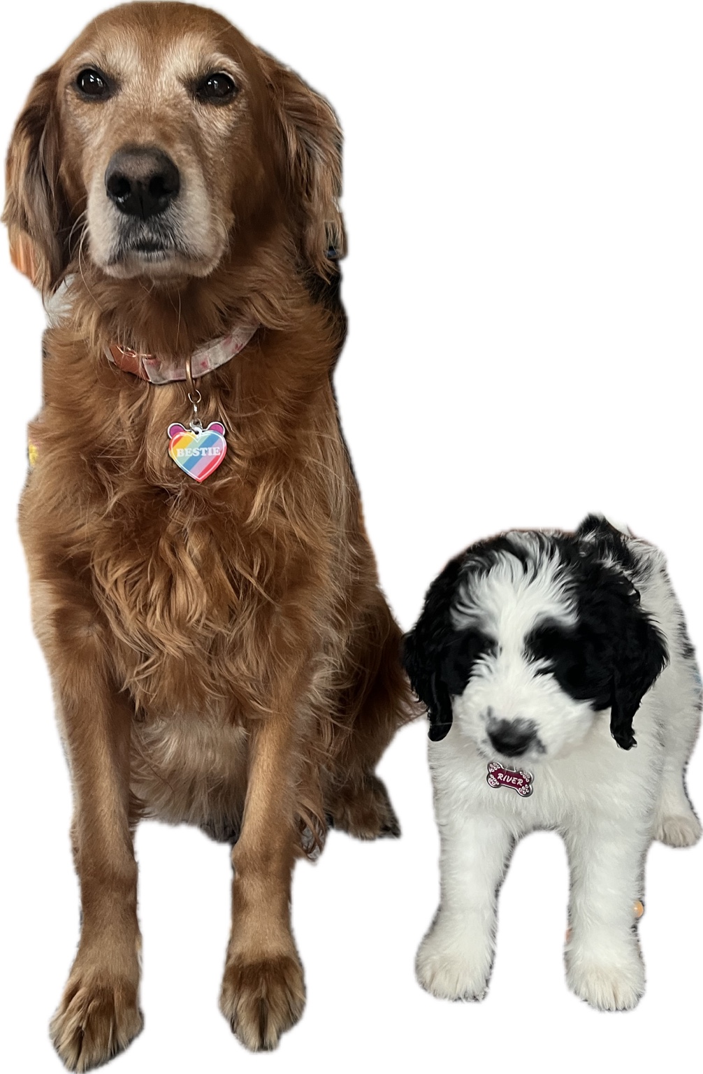 Dog sticker