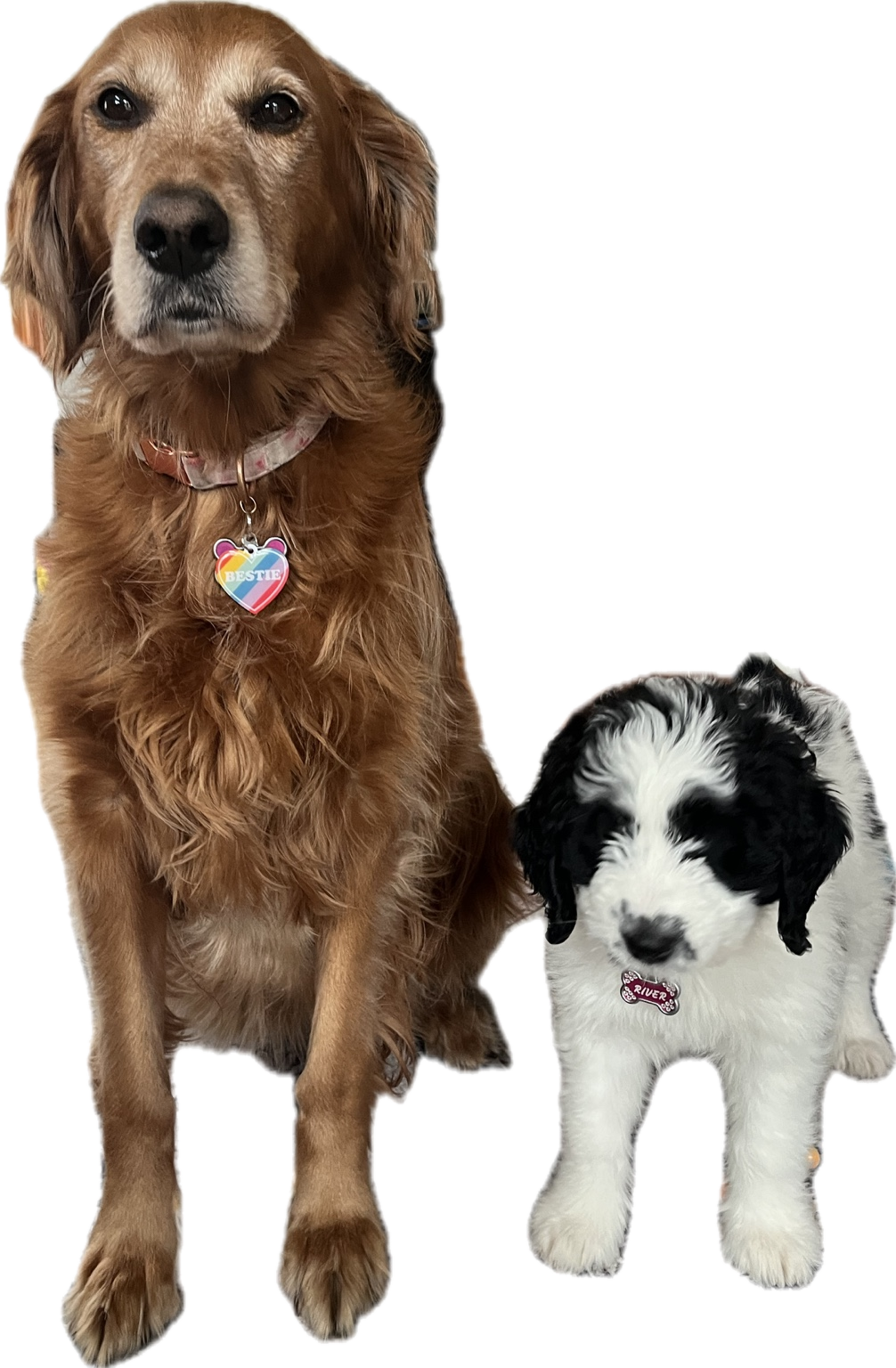 Two dogs